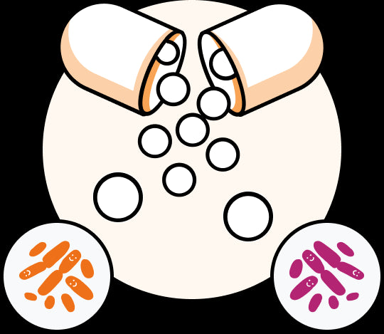 Enterococcus faecium Rosell 26 Lactobacillus acidophilus LA-14 Lactobacillus rhamnosus LR 32 Bifidobacterium longum BL-05 Saccharomyces Boulardii CNCM 1-1079 Bifidobacterium lactis BL-04 Lactobacillus helveticus Rosell 52 Lactobacillus reuteri Rosell 444