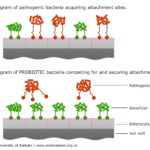 Cell Adhesion Supports Probiotic Function
