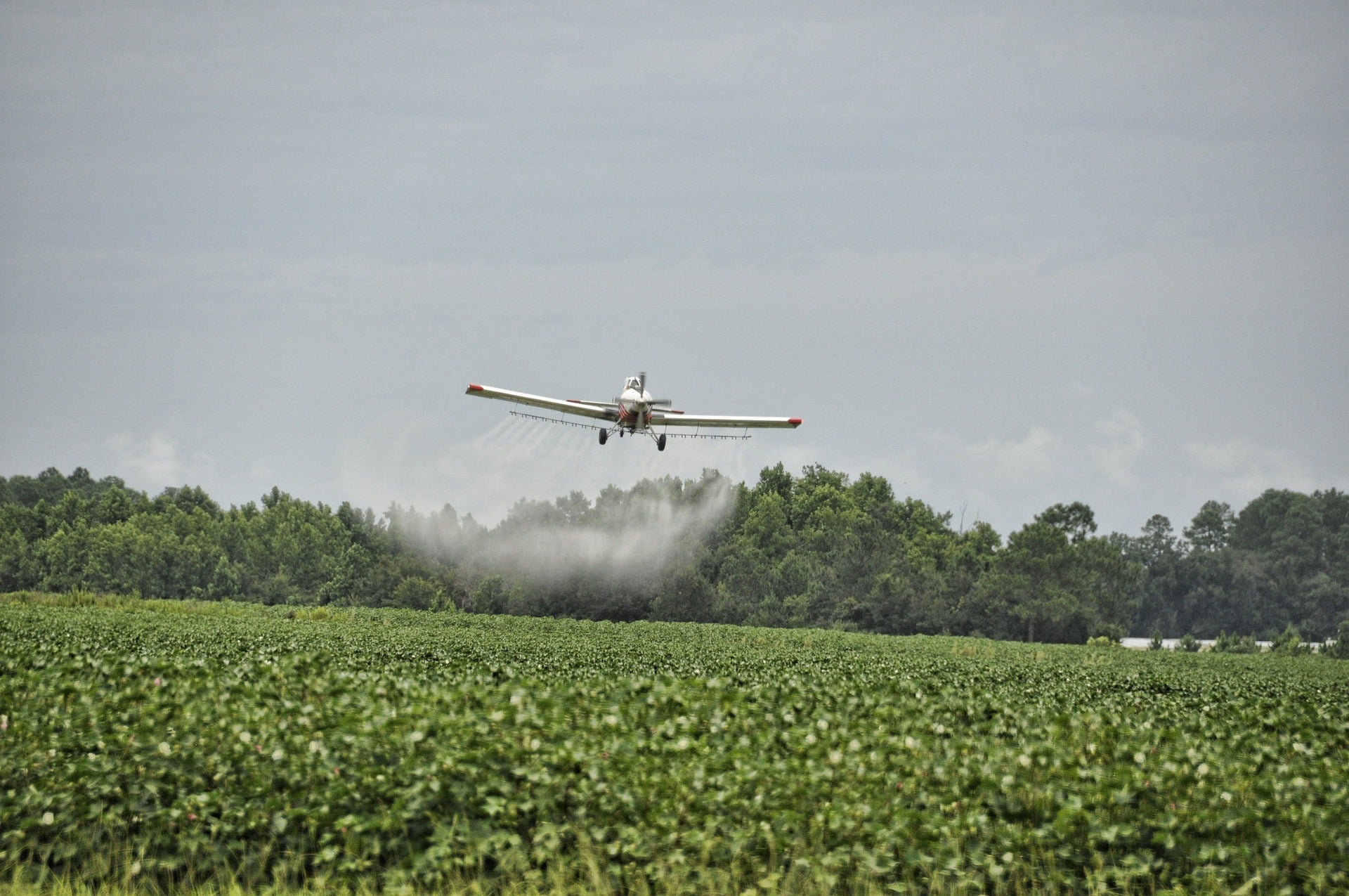 Pesticides and Their Effect on Gut Health