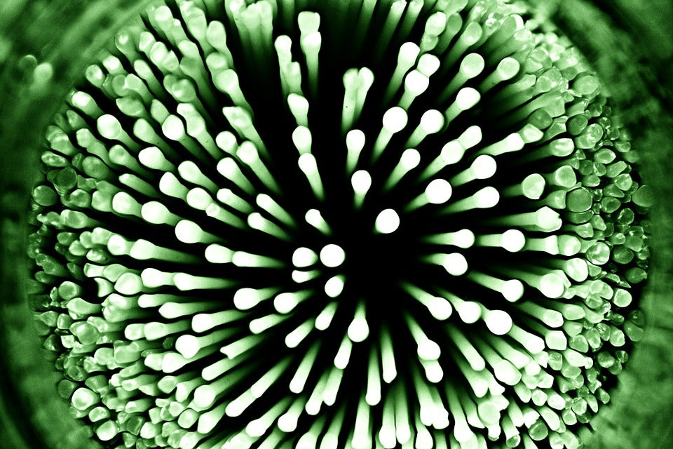 What is a Microbe?