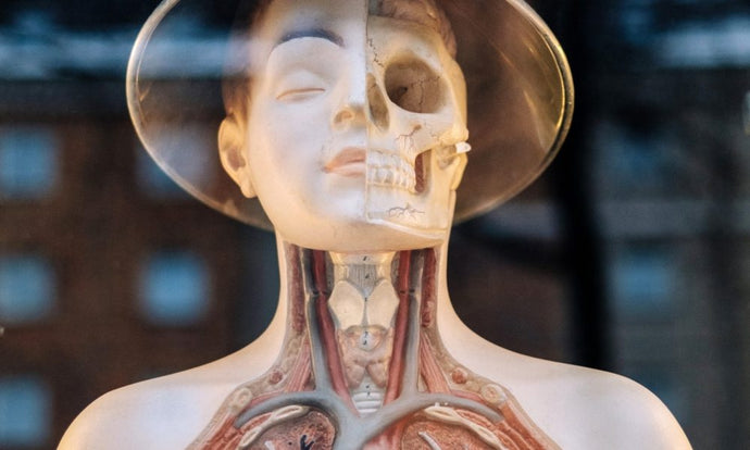 What is Acid Reflux and How Can Gut Health Help?